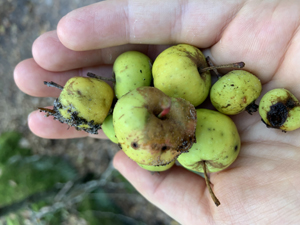 Les tribulations du pommier cultivé en Eurasie